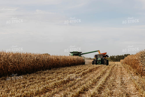 Corn Harvest 152110