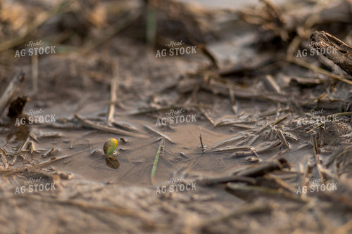 Early Season Soybeans 93266