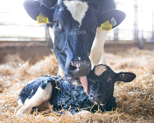 Holstein Cow Cleaning New Calf 55369