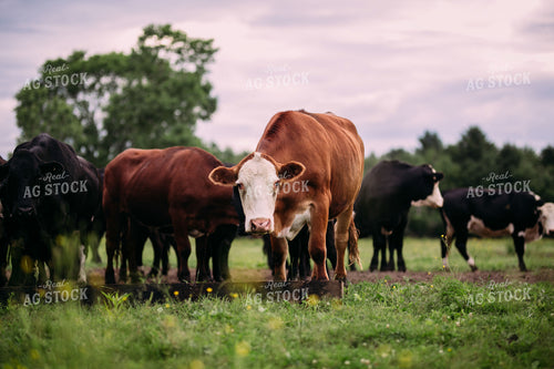 Cattle on Pasture 169024