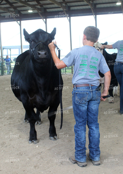 Showing Cattle 141374