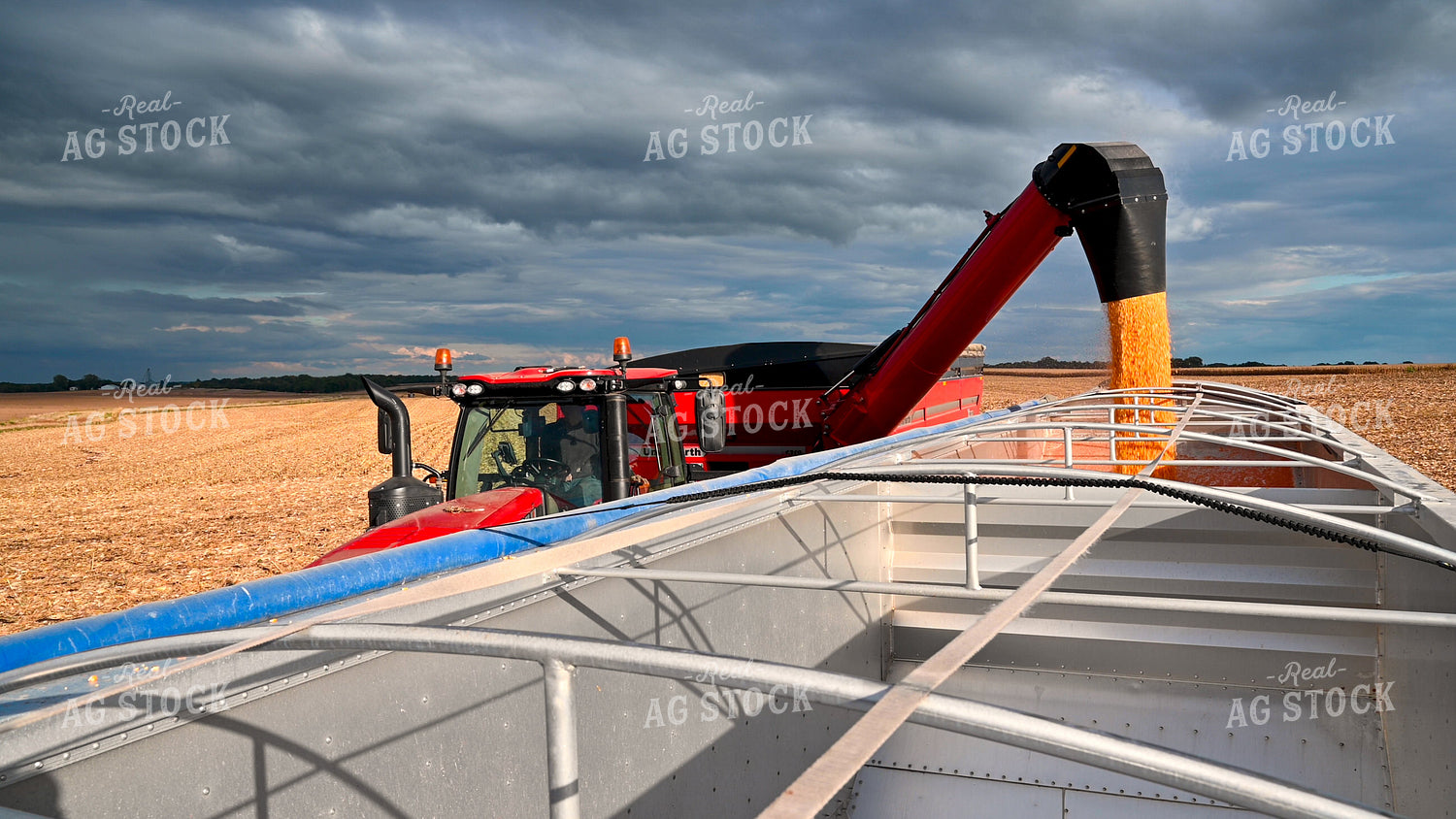 Grain Cart Unloading into Semi 25632