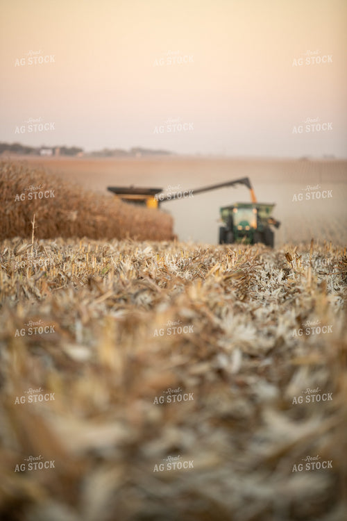 Corn Harvest 76471