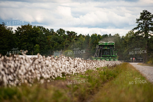 Cotton Harvest 136151