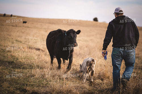 Spring Calving and Tagging 196041