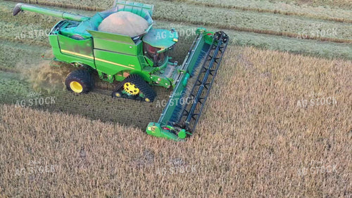 Rice Harvest 79463