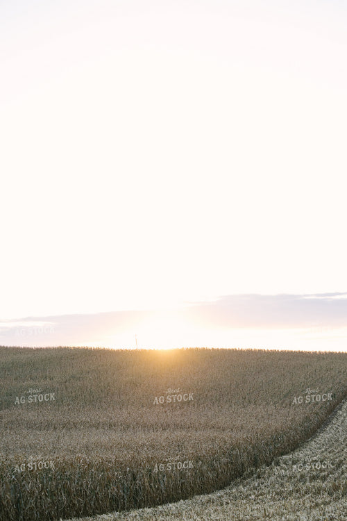 Nebraska Corn Harvest 70001