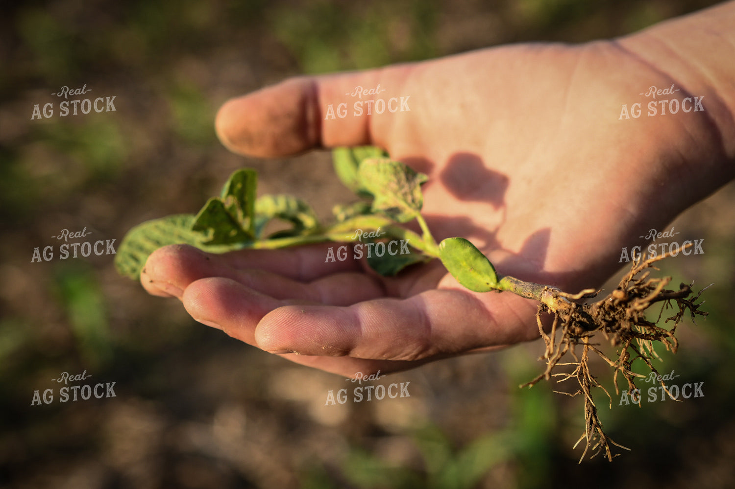 Scouting Early Growth Soybeans 191164