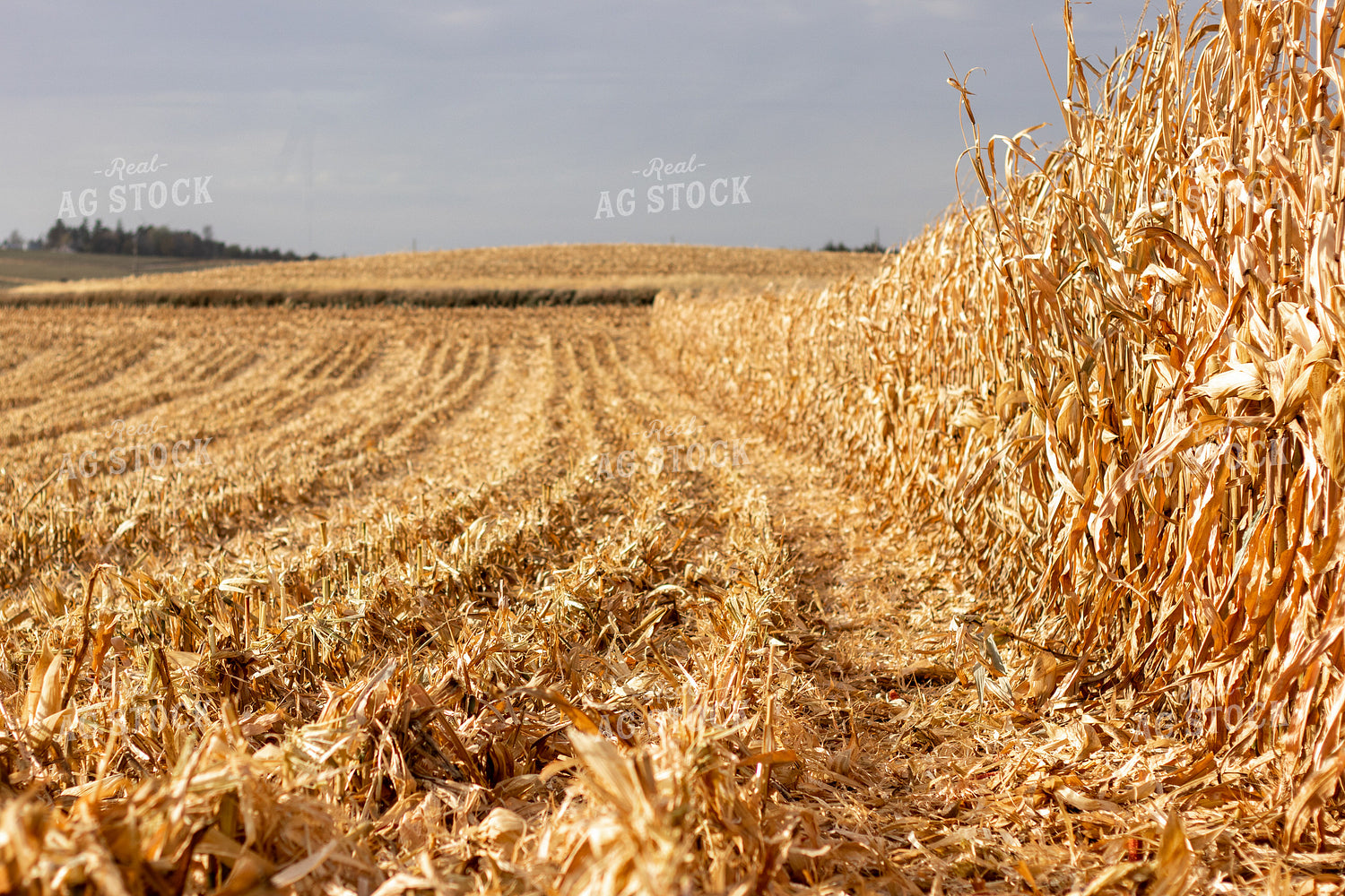 Dried Corn Field 67153