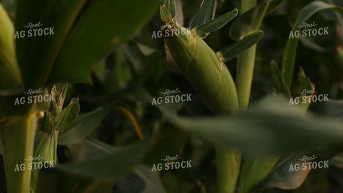 Corn Video - Ear of Corn through Leaves 2319