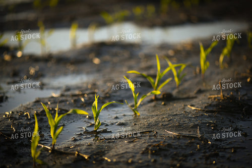 Early Growth Corn 191096