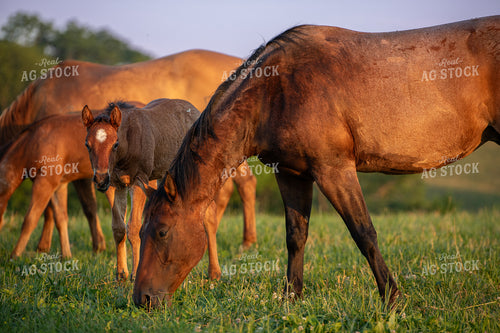 Horses and Foals 189062