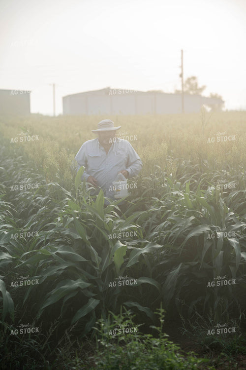 Farmer Walking Corn 91057