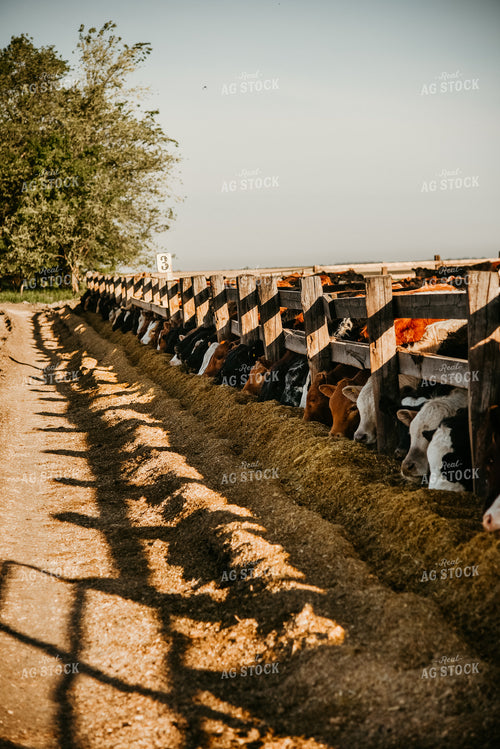 Cattle Eating Feed 64275