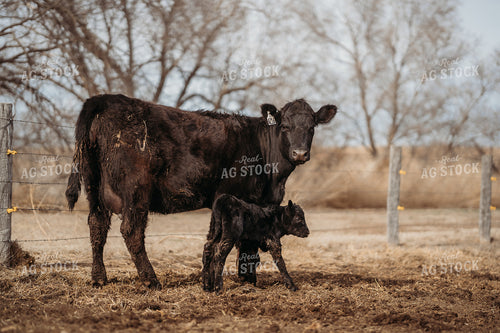 Black Angus Cow Calf Pair 196215