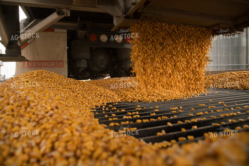 Corn Dumping into Grain Pit 26016