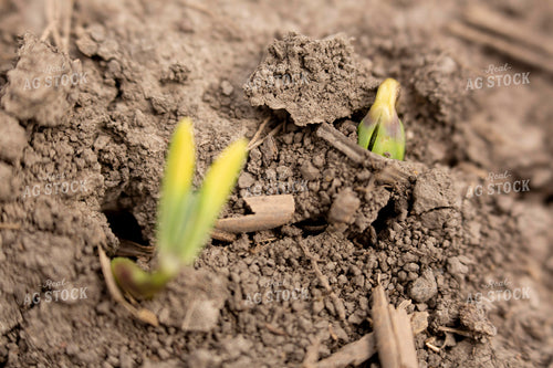 Soybeans - Early Growth 1390