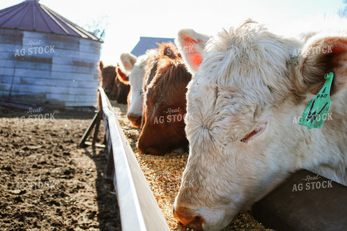 Cattle Eating from Feed Trough 214094