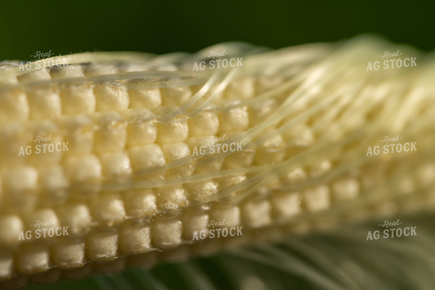 Up-Close Ear of Corn 76251