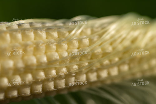Up-Close Ear of Corn 76251