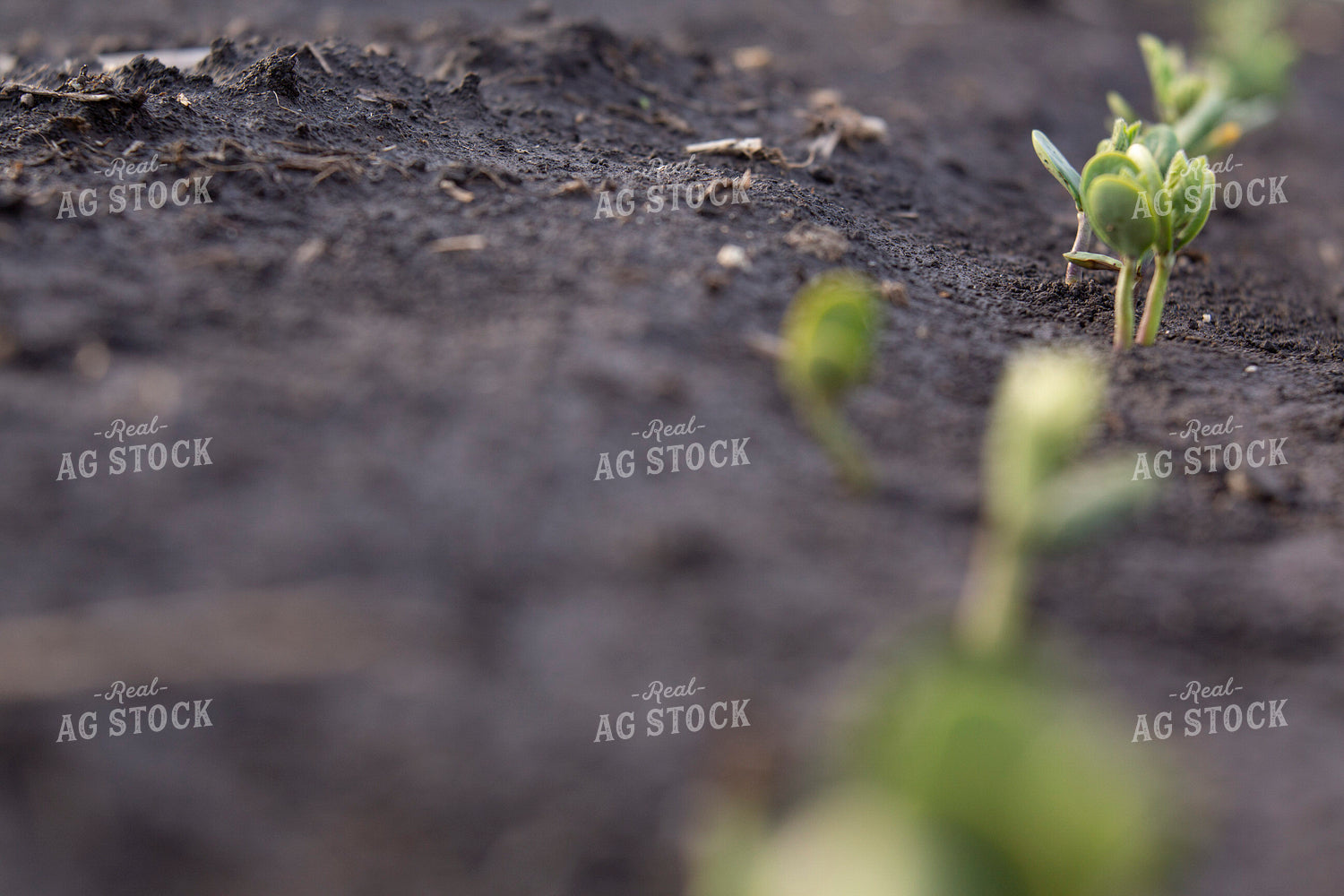Soybeans - Early Growth 1412