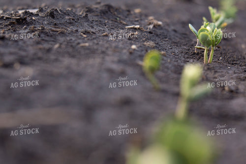 Soybeans - Early Growth 1412