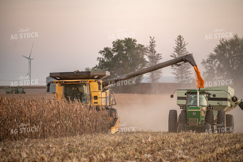 Corn Harvest 76491