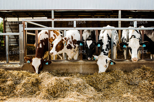 Dairy 2705