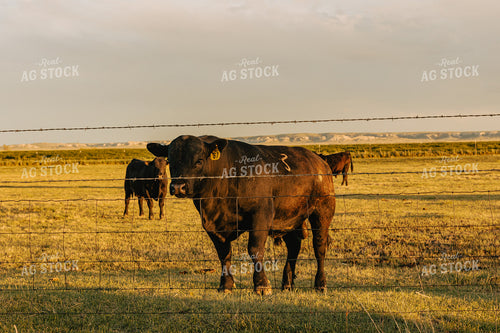 Angus Bull in Pasture 61095