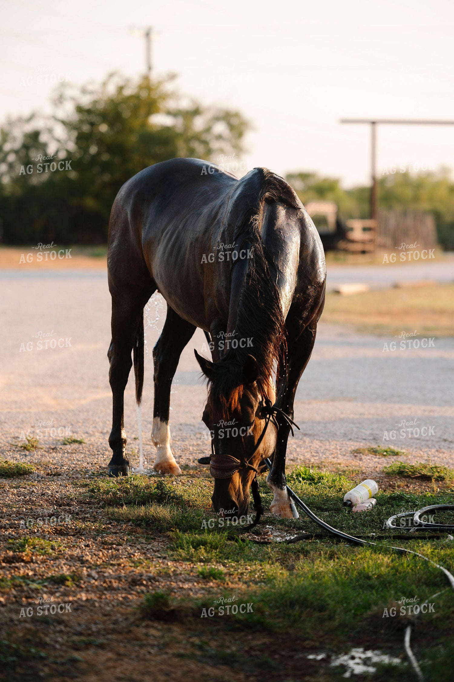 Washing Horse 205096