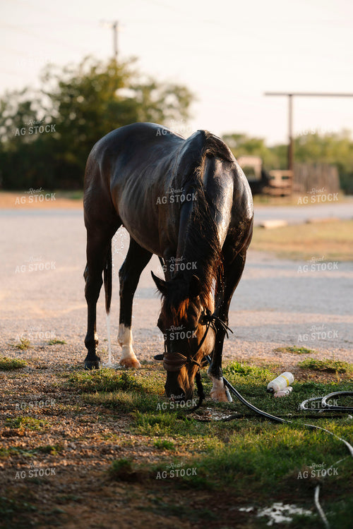 Washing Horse 205096