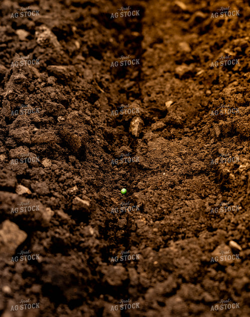 Soybean Seed in Soil 185209