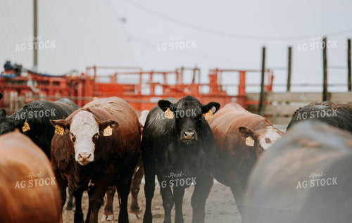 Cows in Farmyard 77098