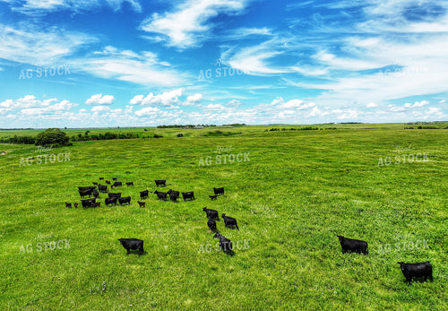 Aerial of Cattle on Summer Pasture 141315