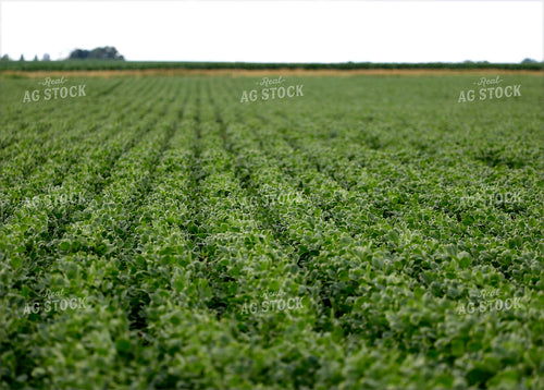 Soybean Field 141603
