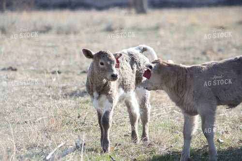 Calves 117225