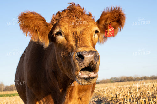 Cow in Cornstalks 50000