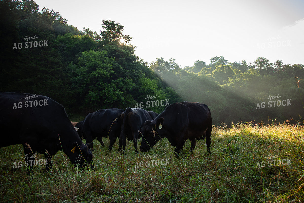 Angus Cattle Grazing 268403