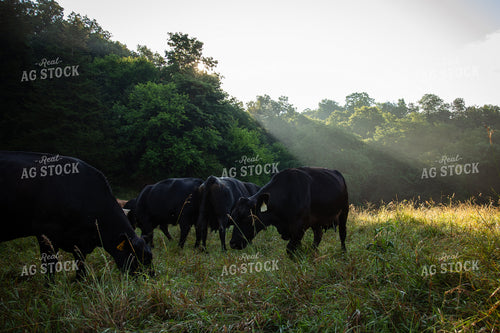 Angus Cattle Grazing 268403