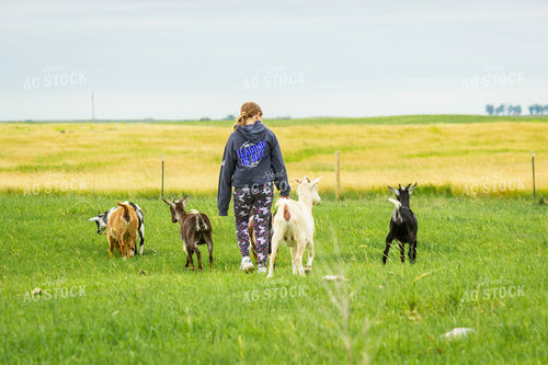 Farm Kid with Goats 155241