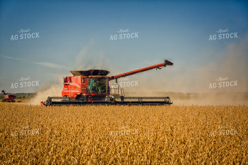 Soybean Harvest 153005