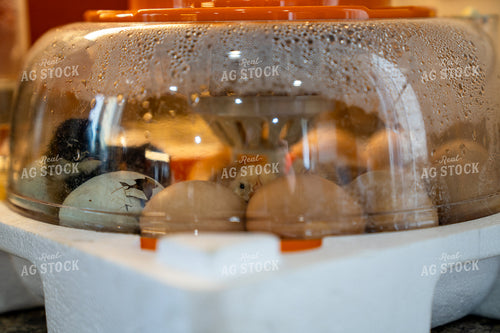 Close-Up of Baby Chicks Hatching in an Egg Incubator 65245