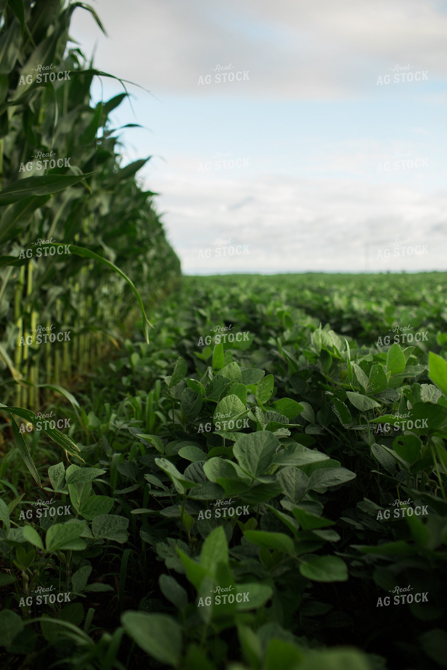 Green Corn and Soybean Field Border 6278