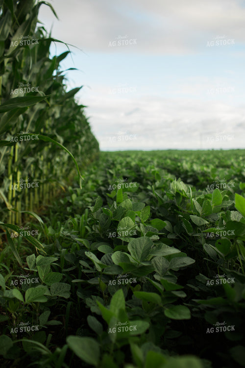Green Corn and Soybean Field Border 6278
