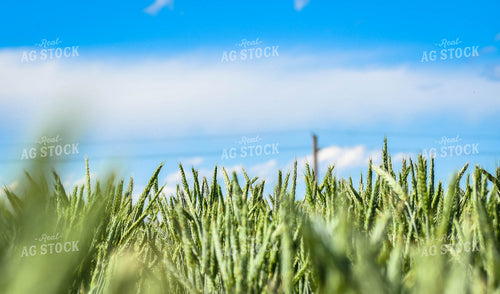Wheat 56138