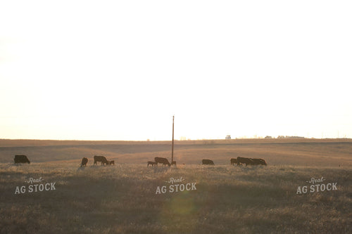 Cattle on Pasture 82142