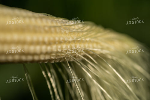 Ear of Corn 76255