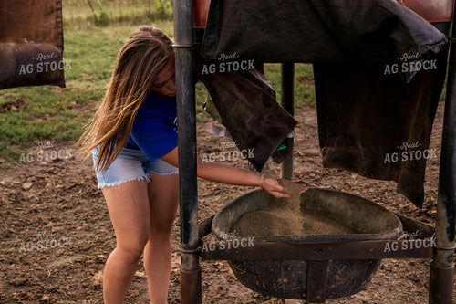 Farmer Feeding Cattle 67468