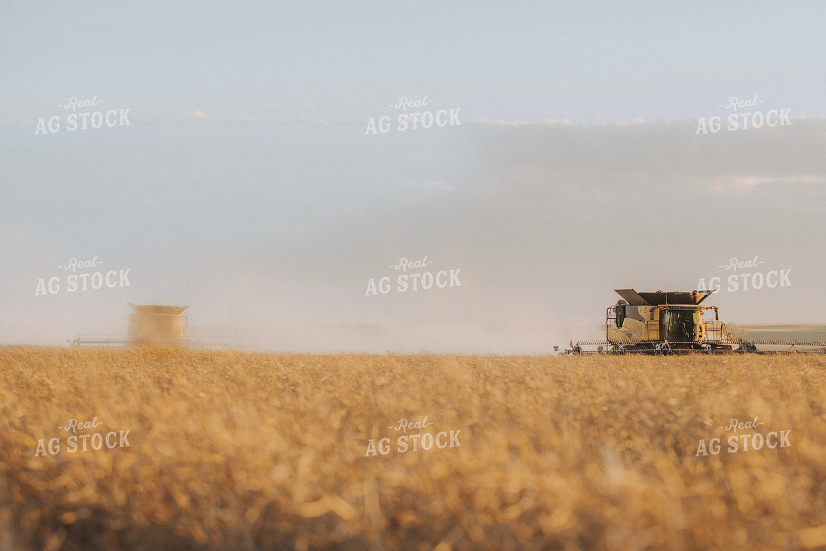 Canola Harvest 187427
