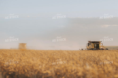 Canola Harvest 187427
